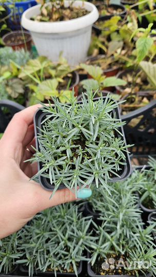 Гвоздика перистая (венгерская)