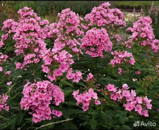 Флоксы метельчатые мелкоцветковые