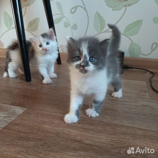 Котенок серый в дар