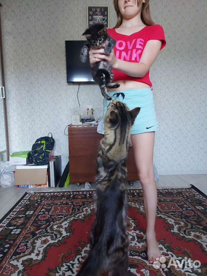 Котята