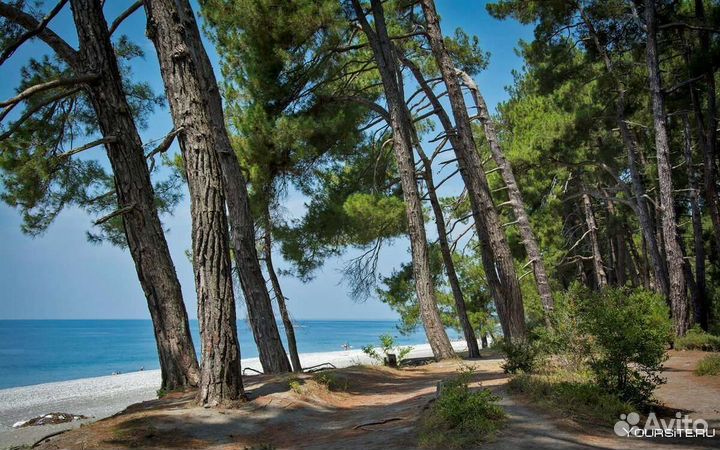 Отдых в Абхазии Пицунда Лдзаа