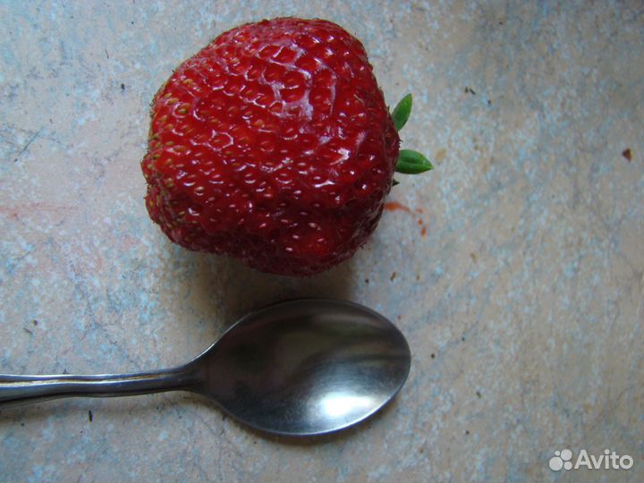 Саженцы клубники