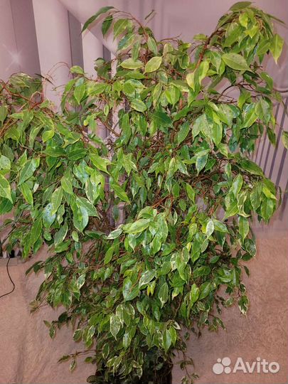 Фикус бенджамина