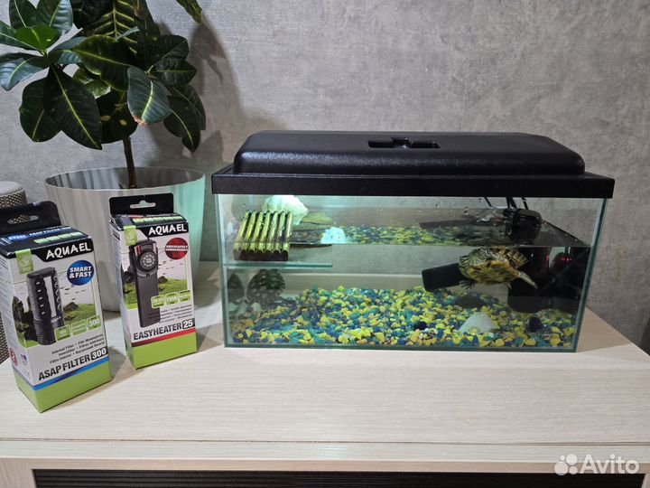 Красноухие черепахи