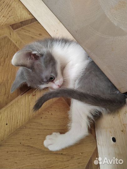 Донской сфинкс браш котята