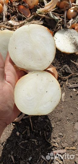 Лук на зелень Штутгарт опт от 3 тонн