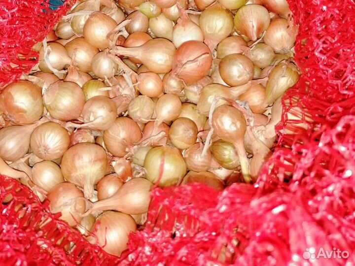 Лук севок Оптом сорт Стурон 1 и 2 группы