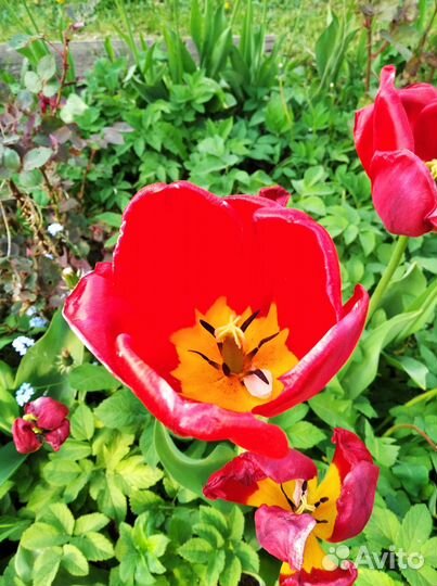 Луковицы тюльпанов