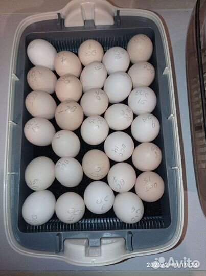 Инкубационное яйцо брама темная, светлая