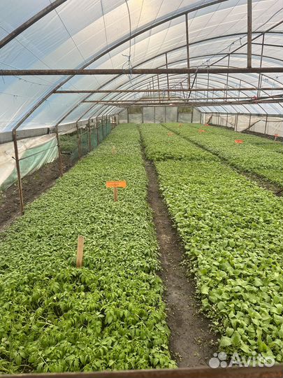 Рассада помидор огурцов