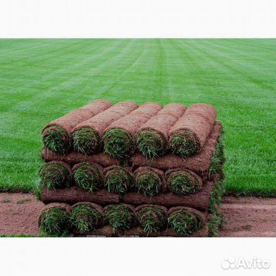 Рулонный газон/рулонный газон под ключ