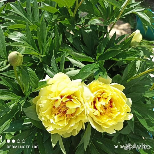 Пионы для сада