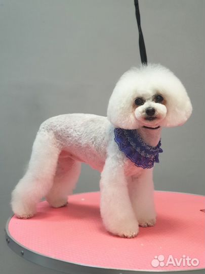 Стрижка собак и кошек груминг тримминг