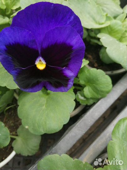 Бархатцы, Петунья, Агератум, Колеусы