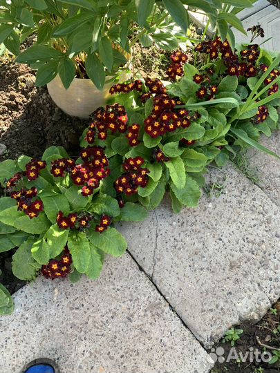 Примулы и лилии