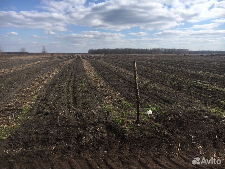 Саженцы малины ремонтантных и летних сортов