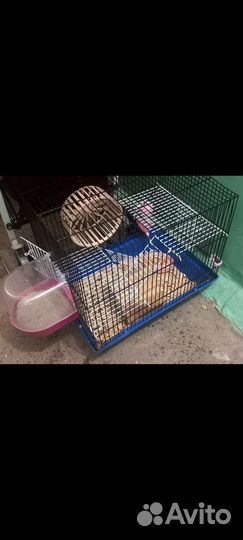 Хомяк с клеткой