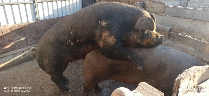 Поросята Кантор, Дюрок