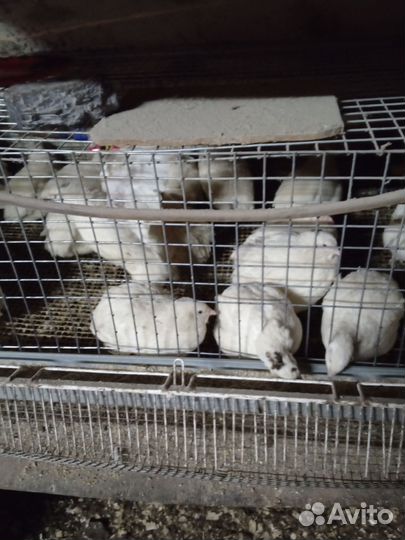 Яйца перепелиные