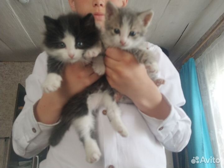 Отдам бесплатно котят