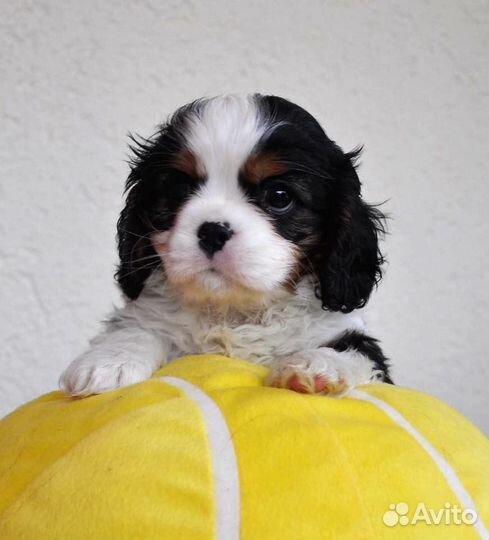 Кавалер Кинг Чарльз клубные