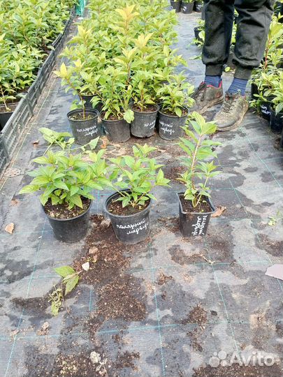 Рассада цветов