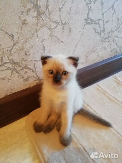 Тайские котята