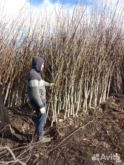 Саженцы Грецкого ореха