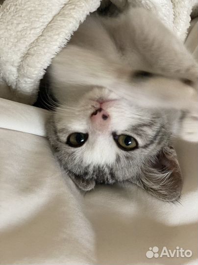 Котенок в добрые руки