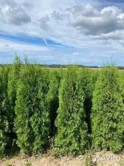 Туя Колумна 100 см