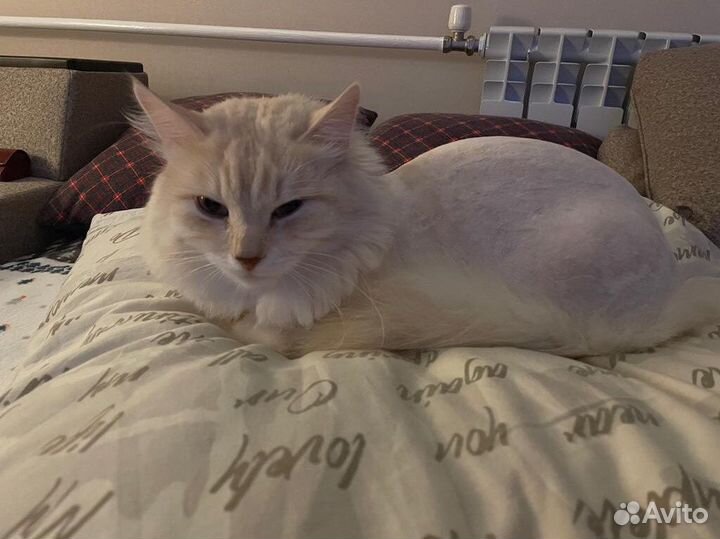 Стрижка кошек на дому, грумер, вычесать кота