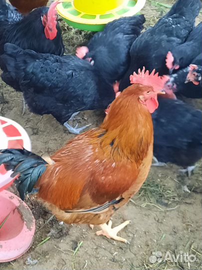 Молодые петухи