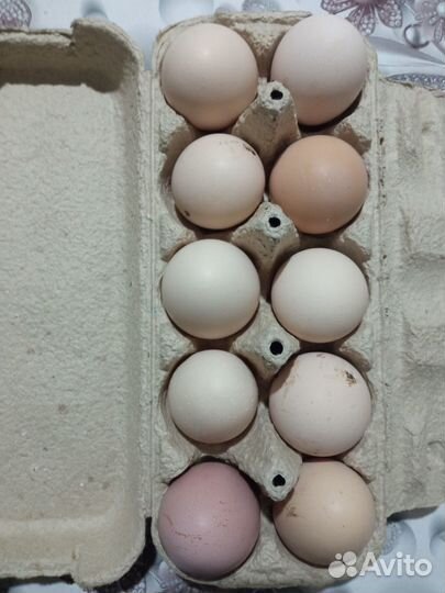 Домашние куриные яйца
