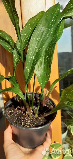 Аспидистра Милки Вэй