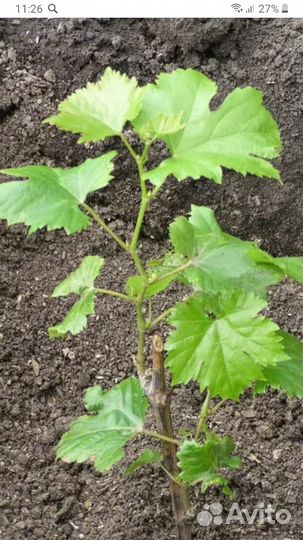 Укорененные черенки винограда Изабелла