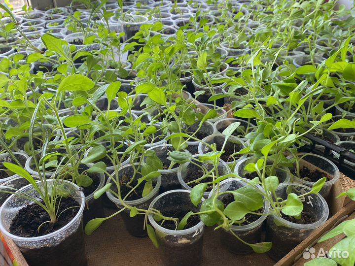 Петунья рассада