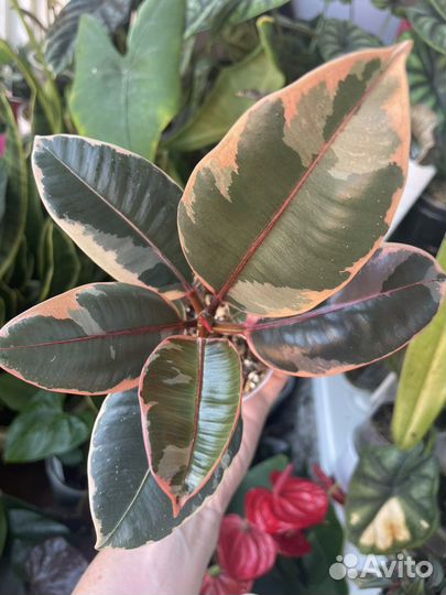 Фикус руби, лирата бамбино