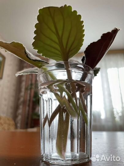 Сортовая фиалка : набор листиков 5 сортов