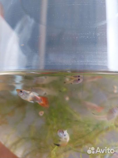 Рыбки гуппи