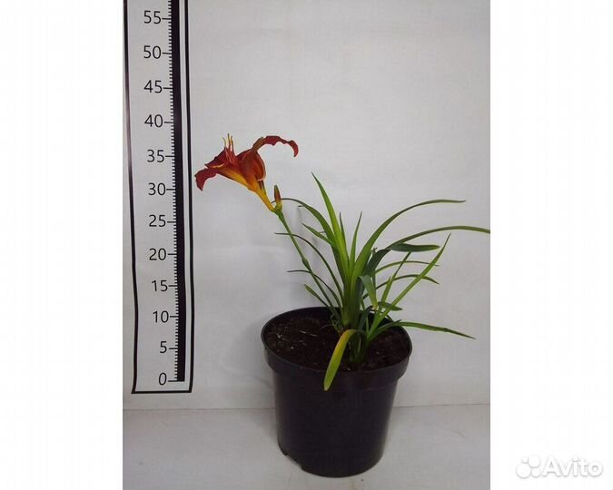 Лилейник Charles Johnston