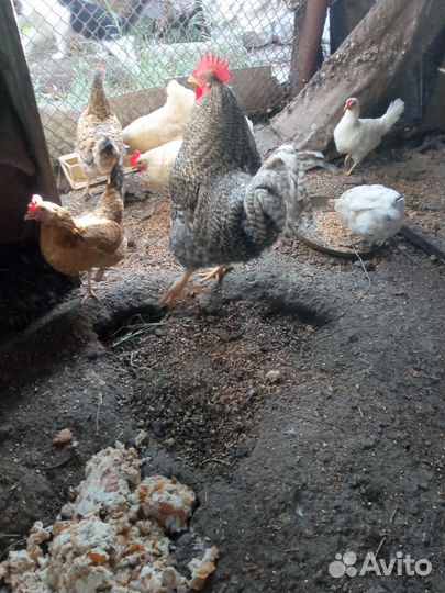 Семья кур