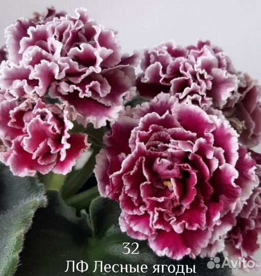 Сортовые фиалки