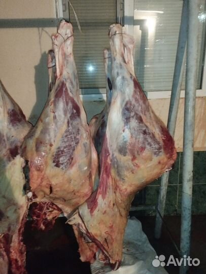 Мясо говядина