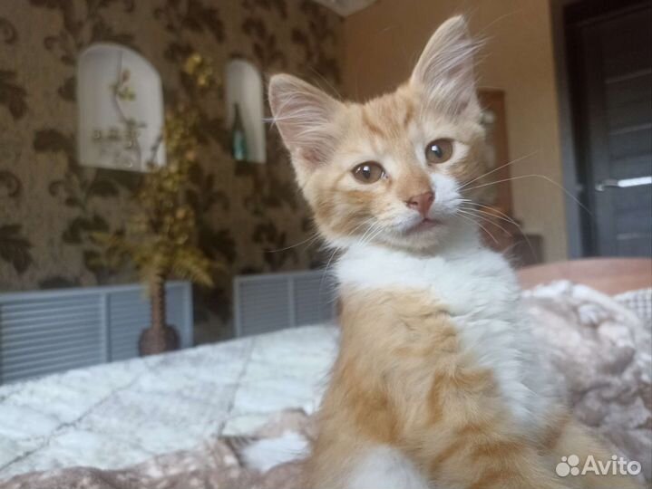 Кошечка в дар