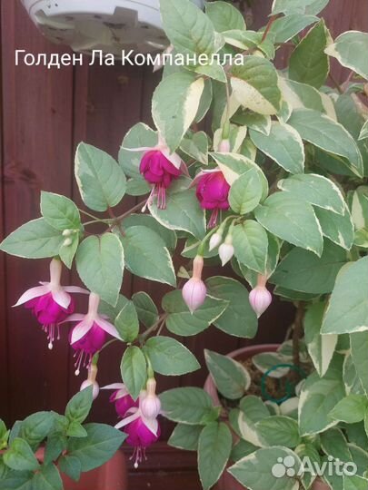 Фуксия, укорененные черенки сортовых фуксий