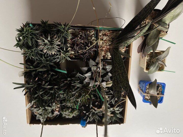 Кактусы и суккуленты