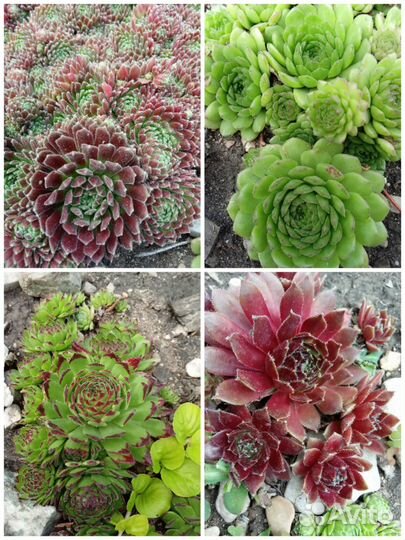 Молодило сортовые, садовые суккуленты