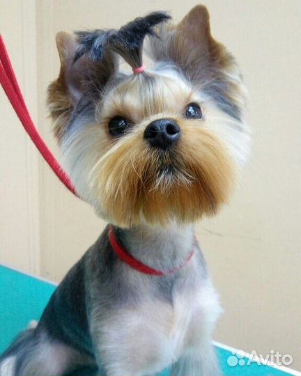 Стрижка собак и кошек