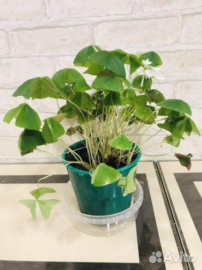 Оксалисы (Кислица) Зефирантес