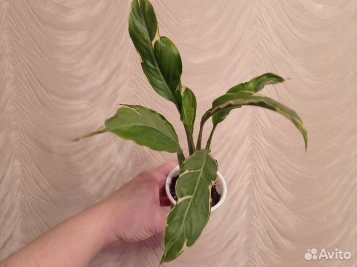 Спатифиллум индонезийский гибрид Дели